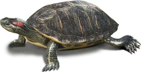 Pond Slider