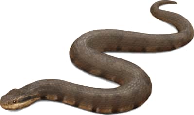 Northern Cottonmouth