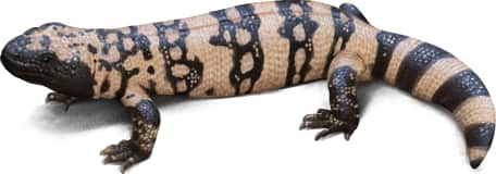 Gila Monster