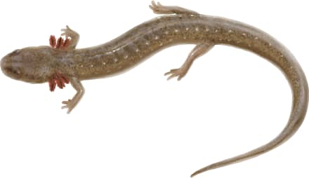 Texas Salamander