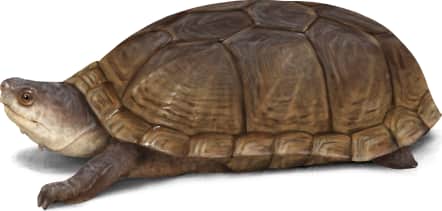Yellow Mud Turtle