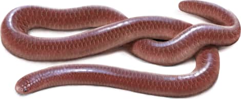 Texas Blind Snake