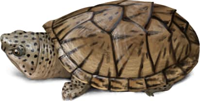 Loggerhead Musk Turtle