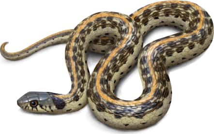 Black-necked Garter Snake