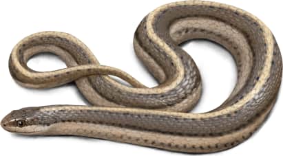 Lined Snake
