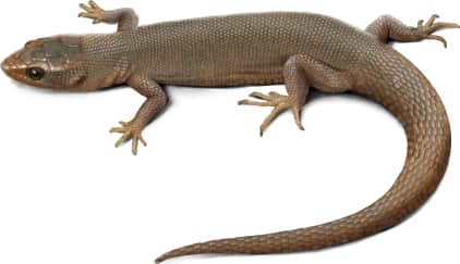 Baja California Night Lizard