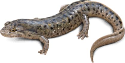 Flat-headed Salamander