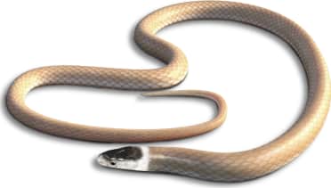 Mexican Black-headed Snake