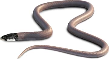 Florida Crowned Snake