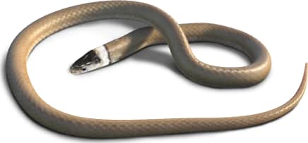 Chihuahuan Black-headed Snake