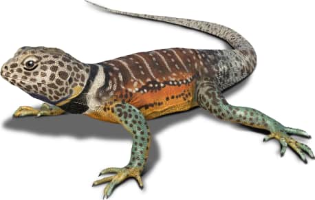 Baja California Collared Lizard