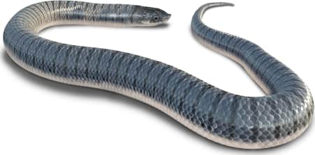 Tamaulipan Hook-nosed Snake