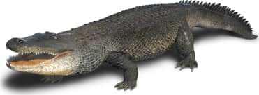 American Alligator