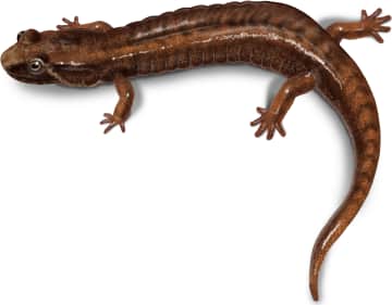 Northern Pygmy Salamander