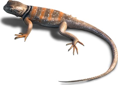 Sonoran Collared Lizard