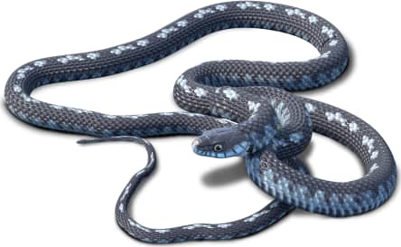 Western Terrestrial Garter Snake — Blue coloring