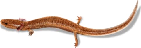 Salado Salamander