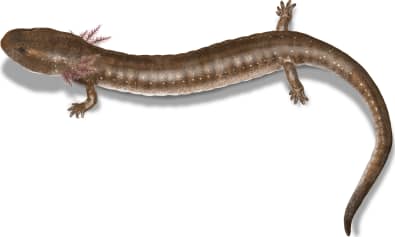 Fern Bank Salamander