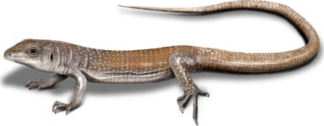 Red-backed Whiptail