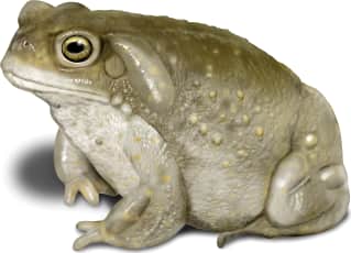Sonoran Desert Toad
