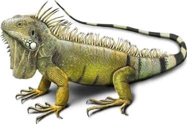 Green Iguana