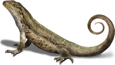 Northern Curly-tailed Lizard