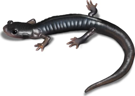 South Mountain Gray-cheeked Salamander