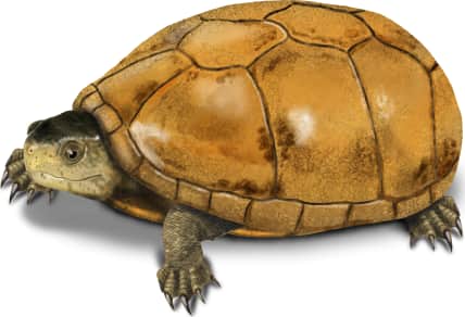 Chihuahuan Mud Turtle