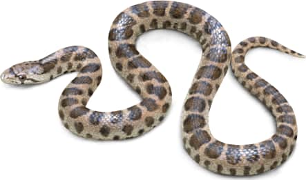 Glossy Snake