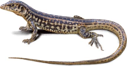 Western Whiptail