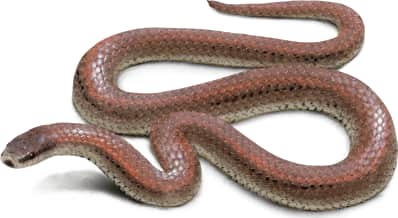 Sharp-tailed Snake