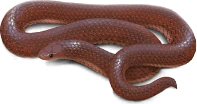 Eastern Worm Snake