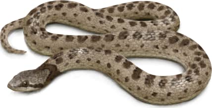 Coast Night Snake