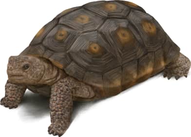Mojave Desert Tortoise