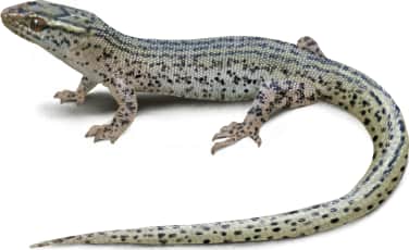 Desert Night Lizard
