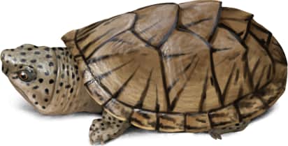 Razor-backed Musk Turtle