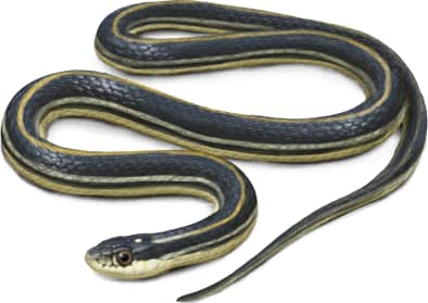Western Ribbon Snake