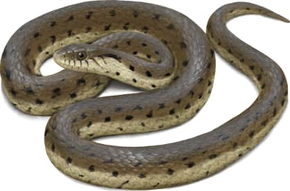 Two-striped Garter Snake