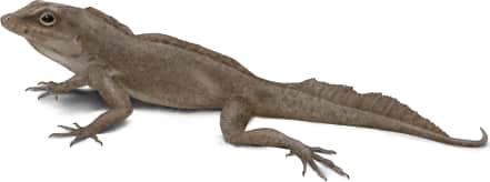 Crested Anole