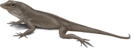 Crested Anole — Female Crested Anole