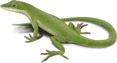 Green Anole