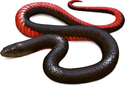 Black Swampsnake