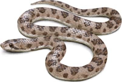 Western Leaf-nosed Snake