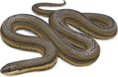 Queensnake