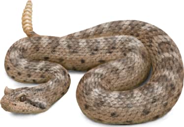 Sidewinder
