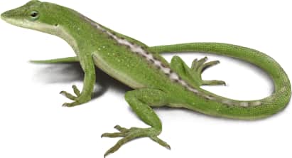 Green Anole — Female Green Anole