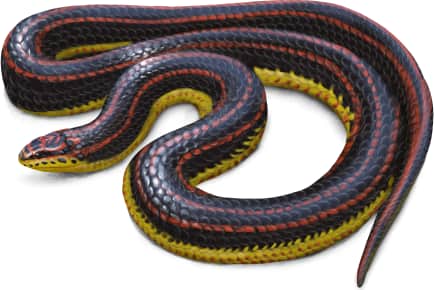 Rainbow Snake