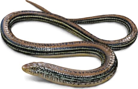 Mimic Glass Lizard