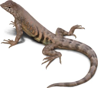 Greater Earless Lizard