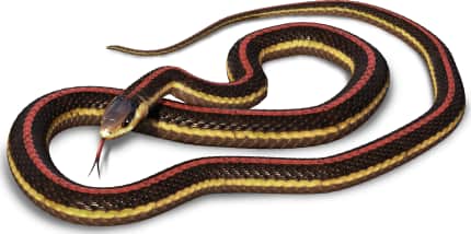 Northwestern Garter Snake